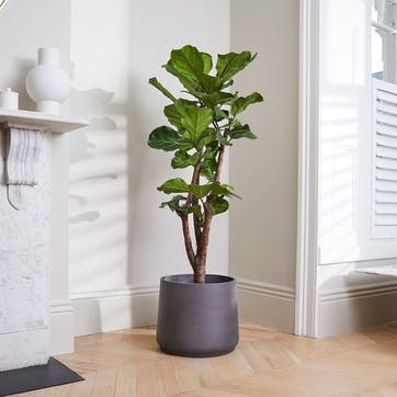Fidel the fiddle-leaf fig tree with charcoal clay pot 38 x 170cm,