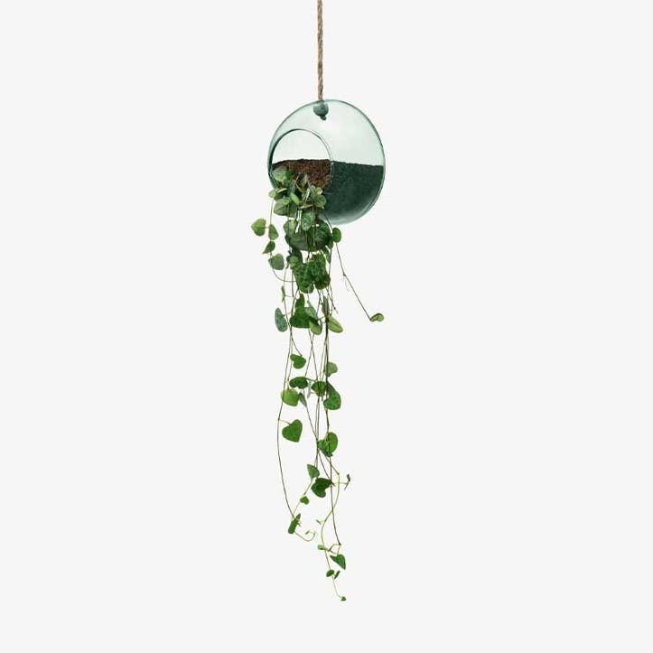 Canopy, Hanging Planter, Large