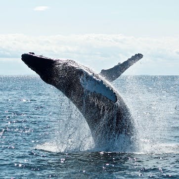 Honeymoon Whale Watching Experience £100