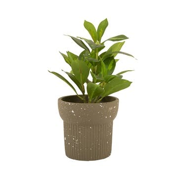 Speckles Planter H13.5cm, Green