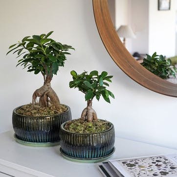 Bonsai Set of 2 Reactive Glaze Planters, Green