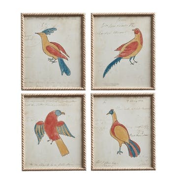 Carara Bird Set of 4 Framed Prints, Multi