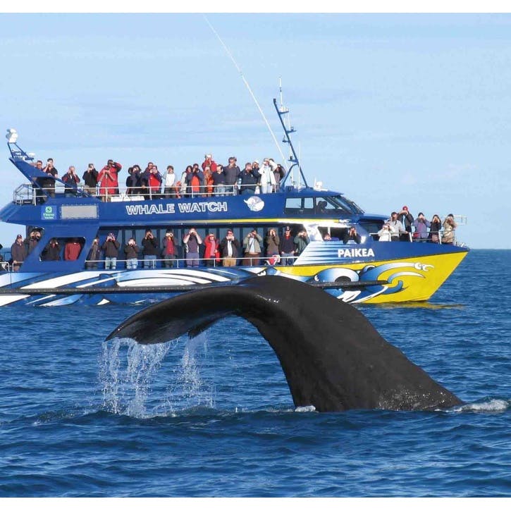 Prezola - Honeymoon Whale Watching Experience £100 - Honeymoon Fund