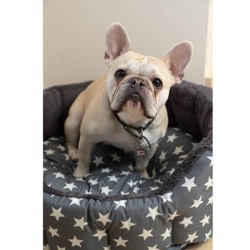 Star Print Reversible Oval Plush Pet Bed, M, Grey