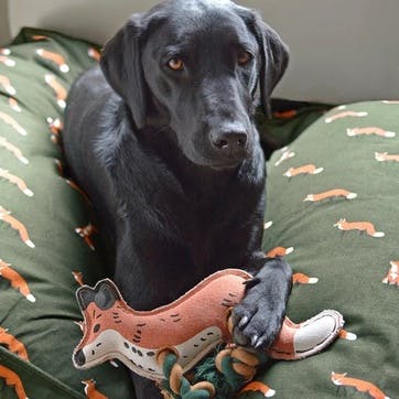 'Foxes' Dog Toy