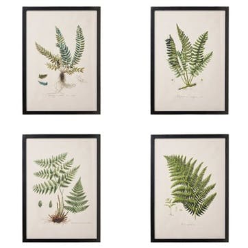 Set of four fern framed prints, W54 x H74cm, Oka