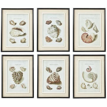 Seashell Framed Prints, Set of 6