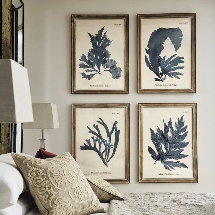 Seaweed Framed Prints, Set of 4