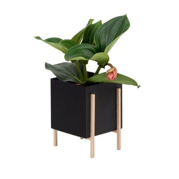 Botanical, Standing Planter, Black