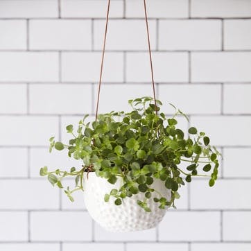 Indoor Hanging Pot, Dot Design