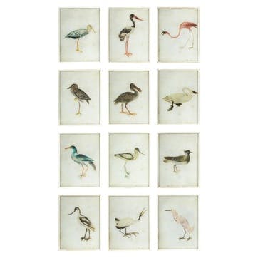 Bird Paintings, Set of 12