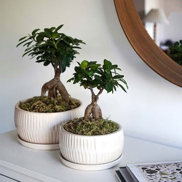 Bonsai Set of 2 Planters, White