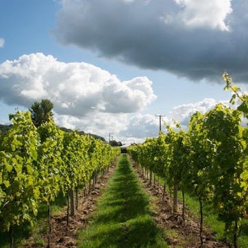 Vineyard Tour and Tasting for Two at Aldwick Court Farm & Vineyard