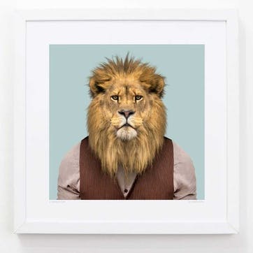 Zoo Portrait Lion, 33cm x 33cm