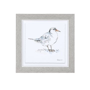 Common Tern Framed Print - 25 x 25cm