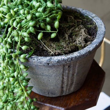 Faux String of Pearls Plant in Pot