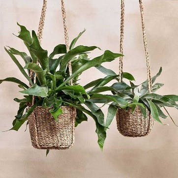 Sangdi Seagrass Hanging Planter, Large, Natural