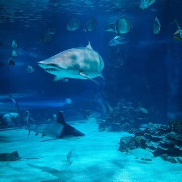 Family Day Out at the Aquarium £100