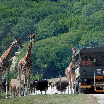 Port Lympne Reserve Visit, Truck Safari and Afternoon Tea for Two