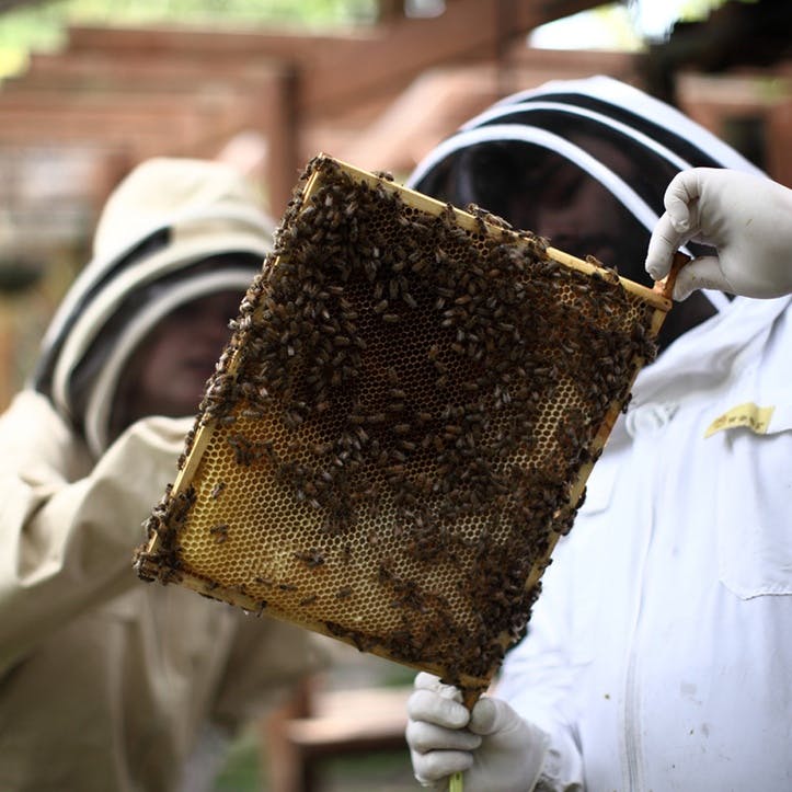 Urban Beekeeping and Honey Craft Beer Tasting for Two