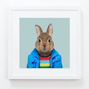 Zoo Portrait European Rabbit, 33cm x 33cm