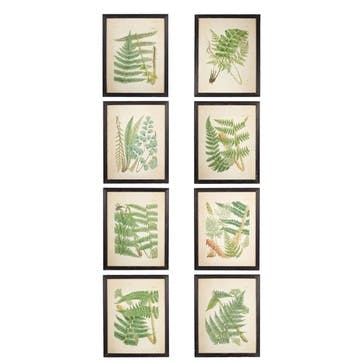 Framed Fern Prints, Set of 8
