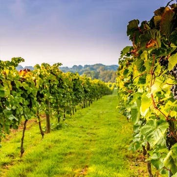 Vineyard Tour with Wine and Cheese Tasting for Two at Bolney Wine Estate