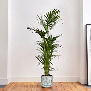 Big Ken the kentia palm with green fractured pot 29 x 170cm,