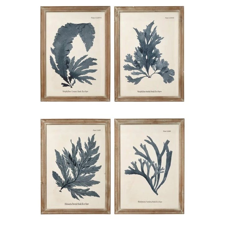 Seaweed Framed Prints, Set of 4