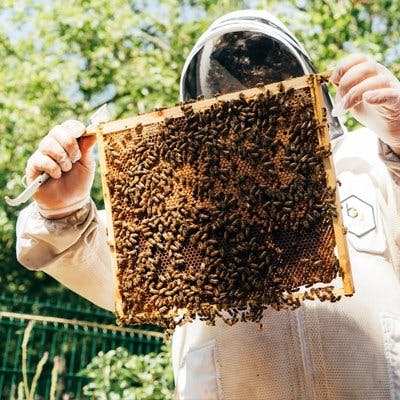 beekeeping experience