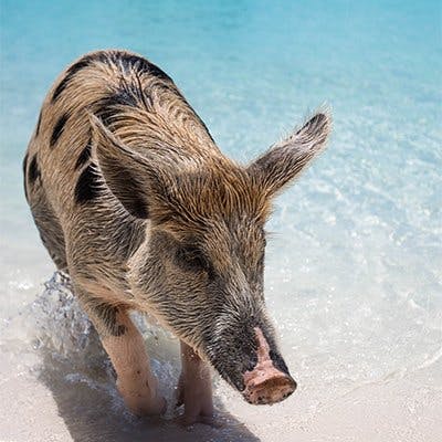 pig beach honeymoon ideas